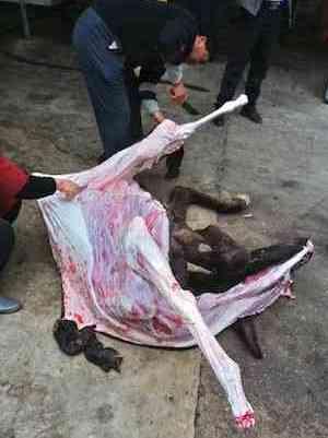 A giao cao da lừa keo da lừa