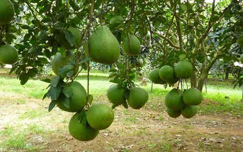 Quả bưởi (Citrus maxima fruit) và lá bưởi