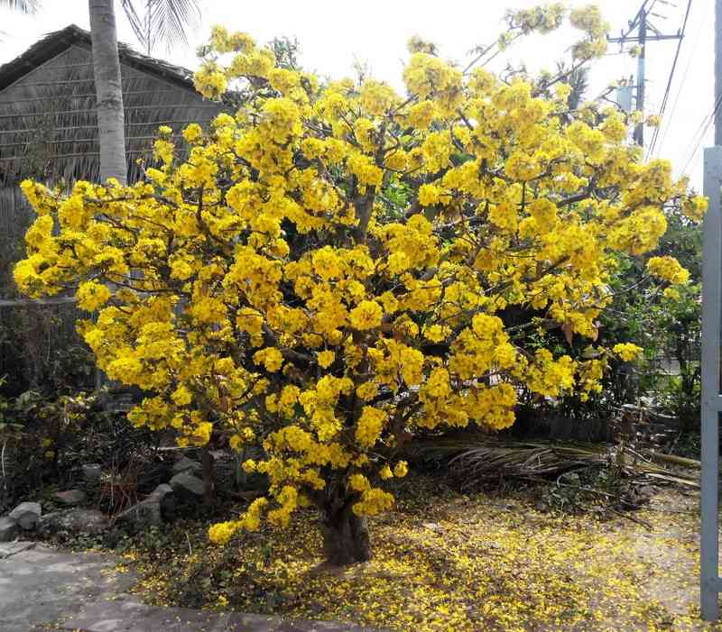 Lão mai gần 100 tuổi ở Cần Thơ