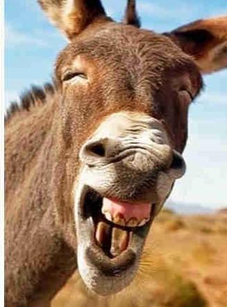 Lừa là một loài vật hiền lành, dễ thương