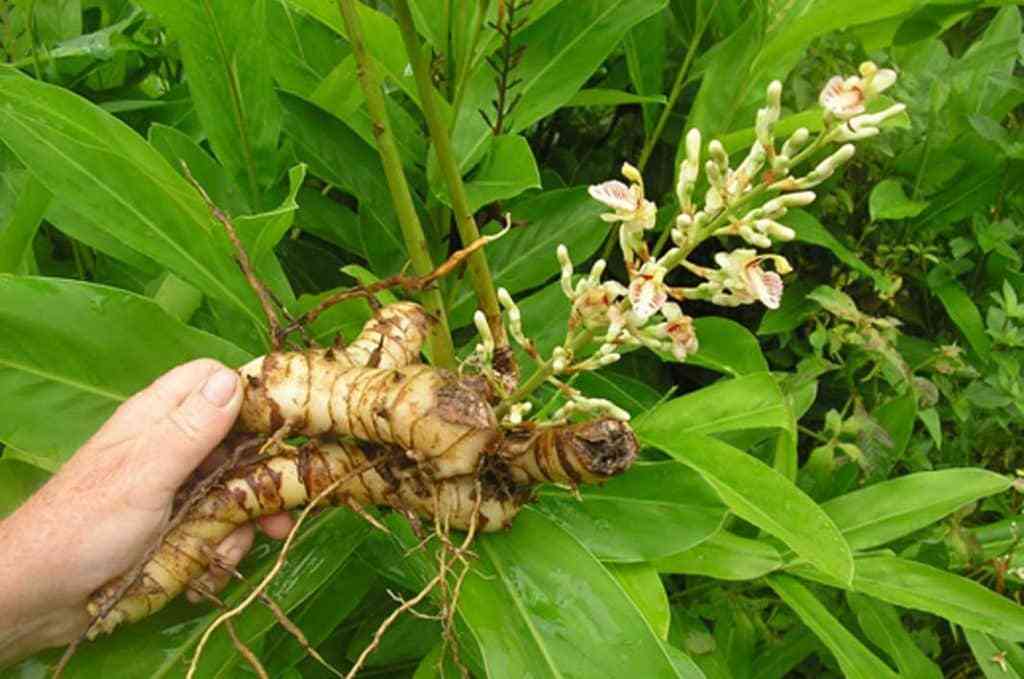 Củ riềng (Alpinia officinarum) có tác dụng gì