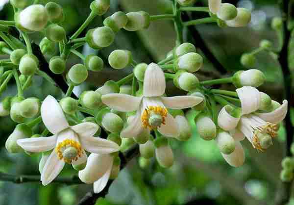 Hình ảnh hoa bưởi là hoa gì, trông như thế nào Citrus maxima flower 