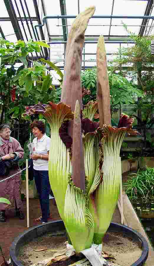 Hoa xác thối khổng lồ (Amorphophallus titanum), ảnh được chia sẻ từ Raimond Spekking, © Raimond Spekking / CC BY-SA 4.0