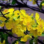 Hoa mai vàng miền Nam