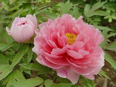 Cây mẫu đơn Trung Quốc (vị thuốc mẫu đơn bì) Paeonia suffruticosa