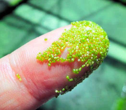 Hoa nhỏ nhất thế giới