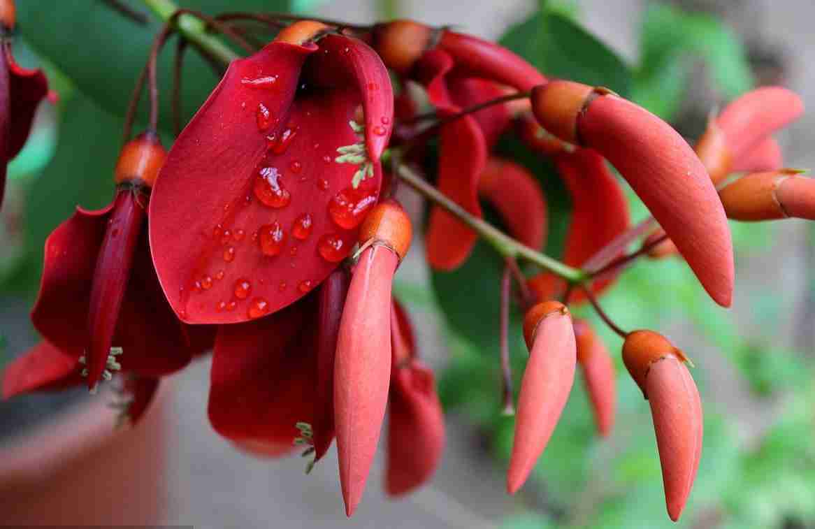 Hoa vông mồng gà