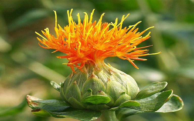 Hồng hoa trị bế kinh, giúp giảm đau bụng kinh