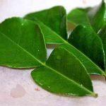 Lá bưởi Citrus maxima