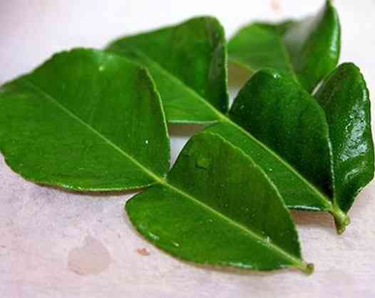 Lá bưởi Citrus maxima có tác dụng gì (hoa bưởi lá bưởi cayhoala)