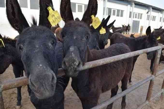 Những con lừa vô tội đang chờ giết thịt