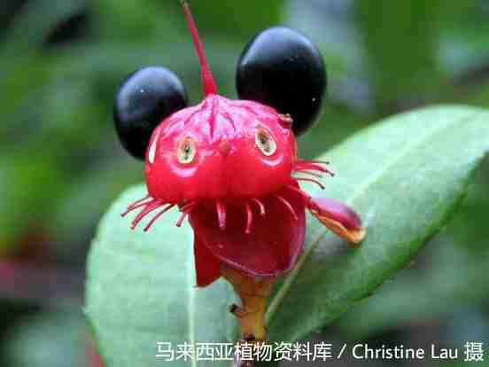 Hai quả mai vàng chín đen gợi người ta liên tưởng đến chuột Mickey (Ochna integerrima)