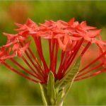 Mẫu đơn đỏ (ở miền Nam gọi là bông trang đỏ)