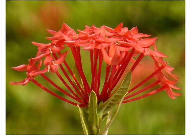 Mẫu đơn đỏ (ở miền Nam gọi là bông trang đỏ) Ixora coccinea