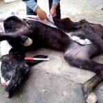 Một con lừa đang bị lột da để điều chế A giao