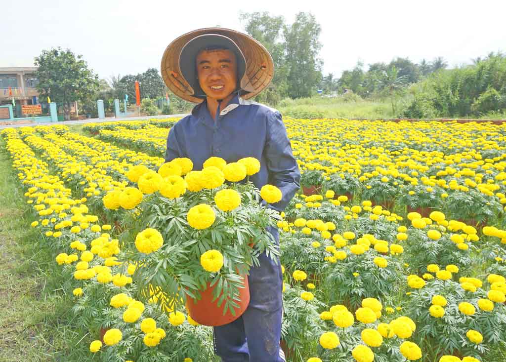 Người nông dân bên những chậu hoa vạn thọ vàng tươi (bông nhãn thọ)