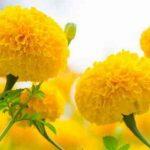 Hoa cúc vạn thọ (nhãn thọ)