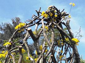 Thân cây mai vàng