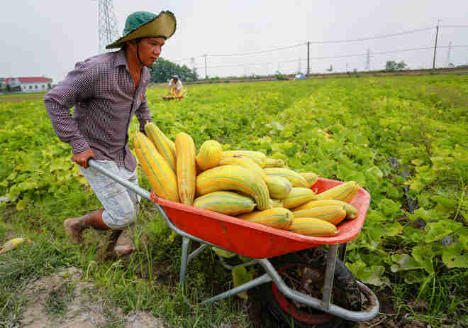 Thu hoạch dưa gang (dưa bở)