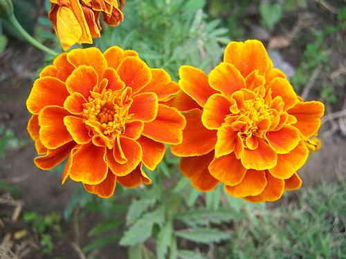 "Vạn thọ lùn" (hay còn gọi là "Khổng tước thảo" 孔雀草 - Tagetes patula)