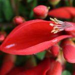 Hoa vông mồng gà