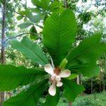 Hậu phác bắc (mộc lan lấy vỏ)