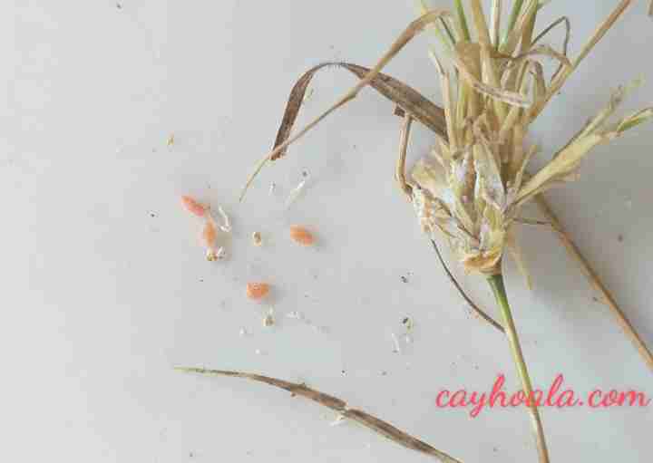 Ấu trùng ký sinh trong búi cỏ gà