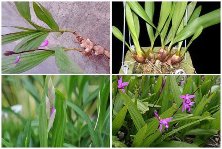 Cây, hoa và củ lan bạch cập