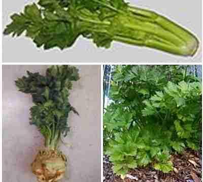 Các loại rau cần tây