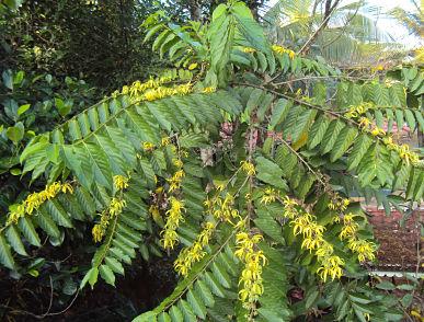 Cây ngọc lan tây là cây gì