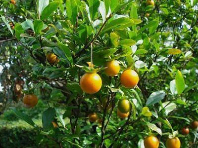 Cây thị và quả thị có tác dụng gì