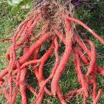 Củ đan sâm tươi