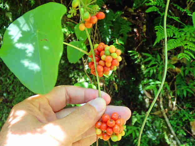 Hình ảnh dây và quả thiên kim đằng (lõi tiền rễ củ)