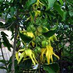 Hoa Y lang ngọc lan tây