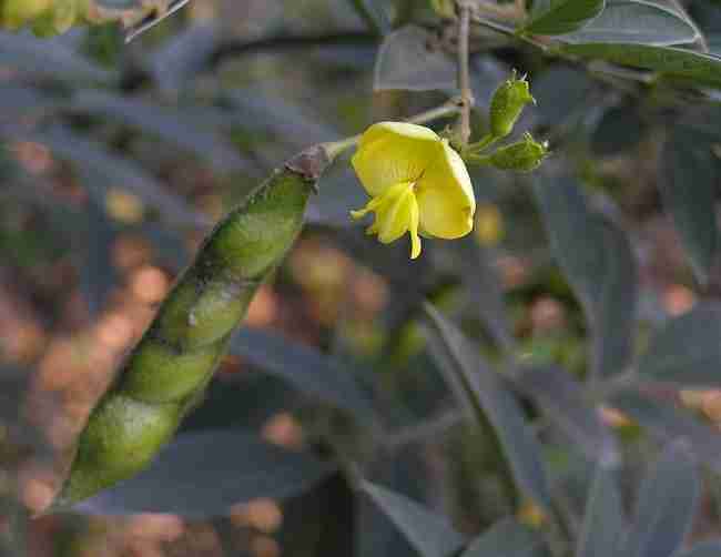 Hoa và quả cây sơn đậu