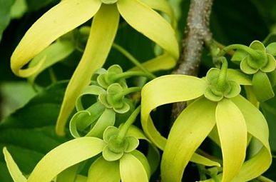 Hoa hoàng lan là hoa gì