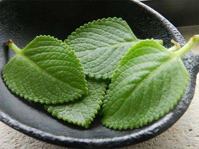 Lá húng chanh rau tần dày lá có tác dụng gì