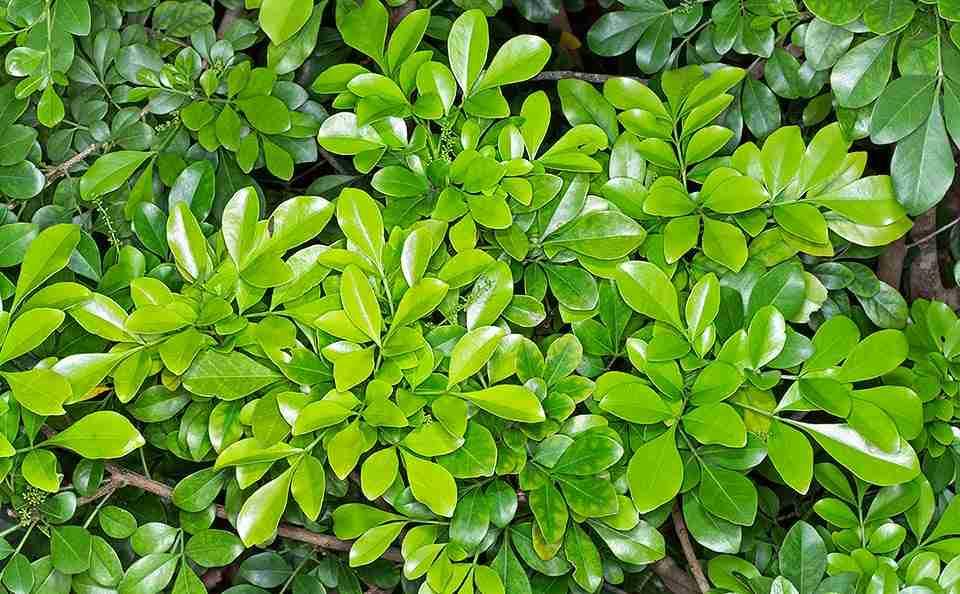 Ngâu Tàu (cây ngâu ngoại lai)