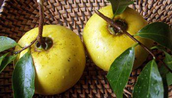 Quả thị thơm có tác dụng gì, chữa bệnh gì? (Diospyros decandra)