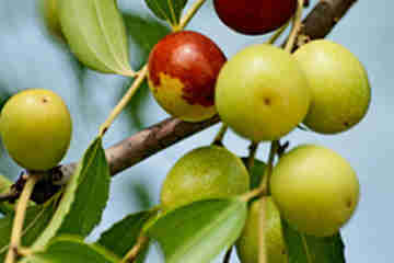Quả Toan táo