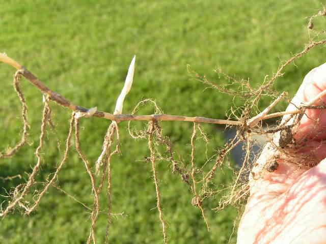 Rễ và thân rễ cây cỏ gà