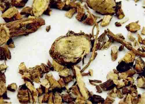 Sơn đậu căn (rễ cây sơn đậu)