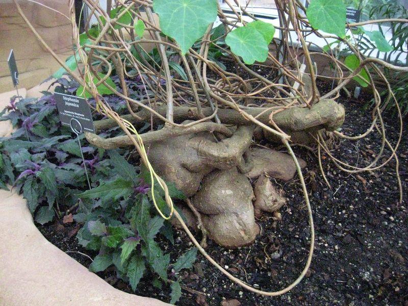 Thiên kim đằng (lõi tiền rễ củ) Stephania japonica)