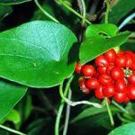 Hình ảnh dây và quả thiên kim đằng (lõi tiền rễ củ)