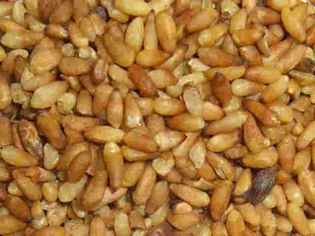 Hình ảnh bá tử nhân (nhân hạt trắc bá)