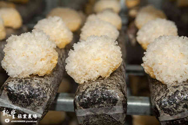 Cách trồng nấm tuyết nhĩ