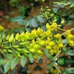 Hoa sơn đậu căn