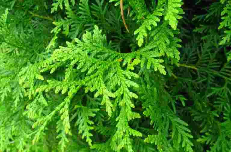 lá Trắc bách diệp có tác dụng gì