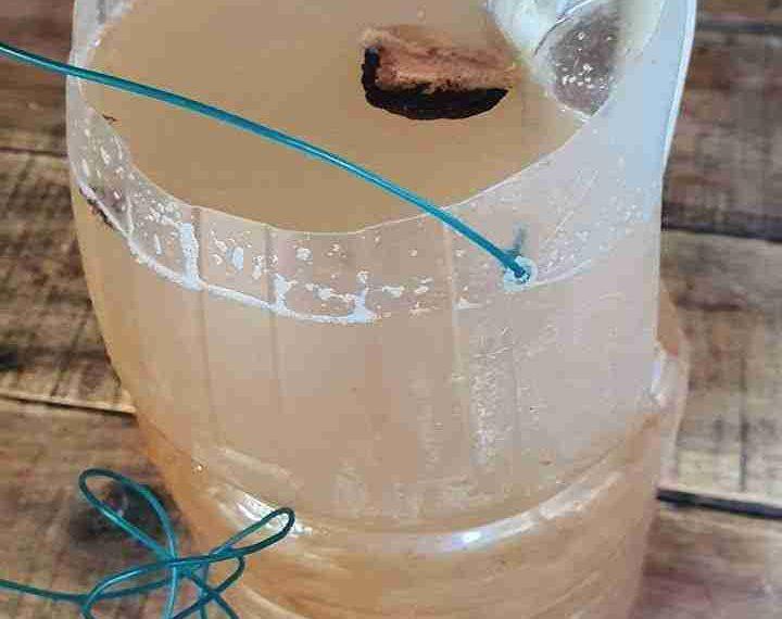 Miếng gỗ sến dùng để bảo quản nước chiết đường thốt nốt