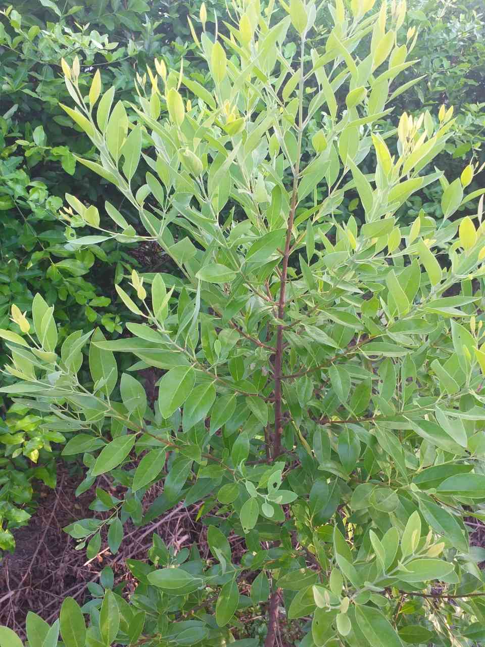 Cây đàn hương là cây gì như thế nào